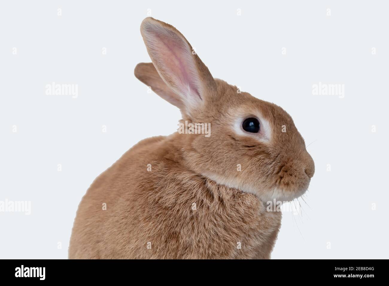 Rufus Rabbit poses on white plush blanket with white wainscot ...