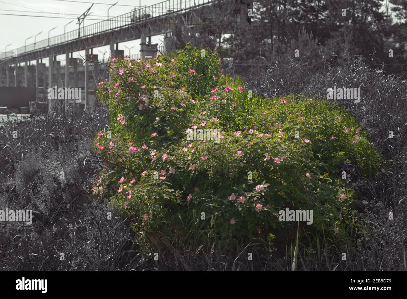 Wild Rose Bush High Resolution Stock Photography and Images - Alamy