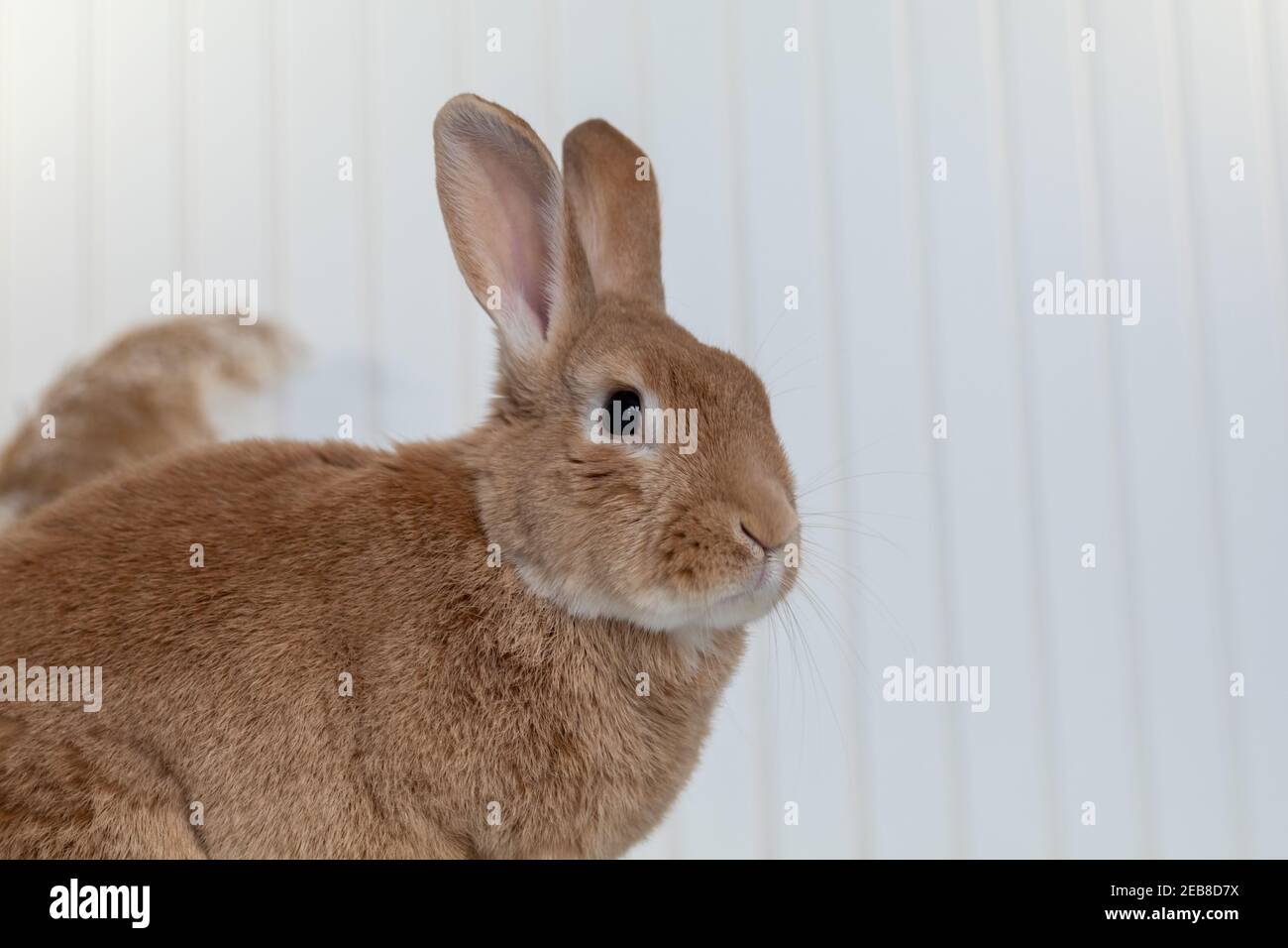 Rufus Rabbit poses on white plush blanket with white wainscot ...