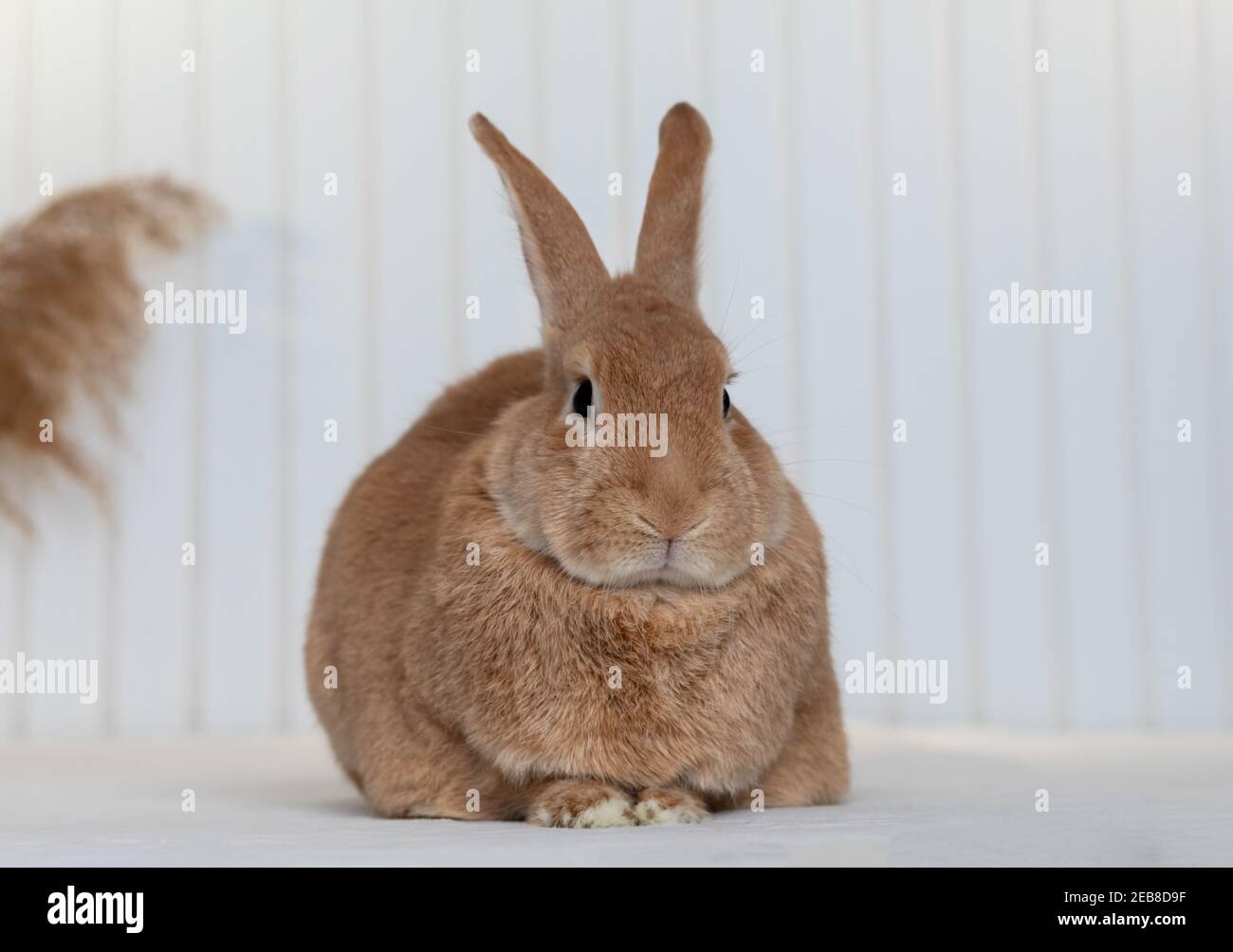 Rufus Rabbit poses on white plush blanket with white wainscot ...