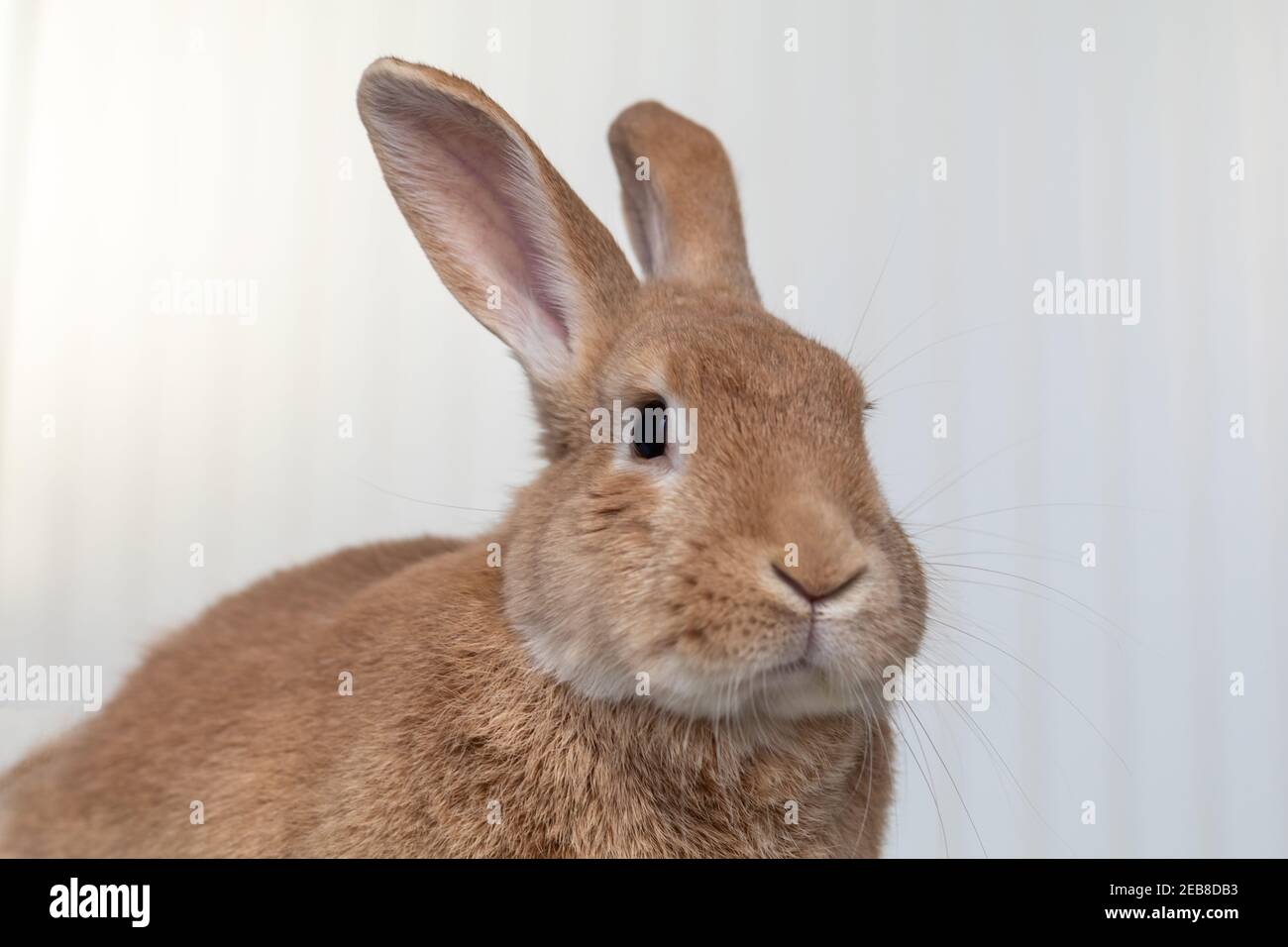 Rufus Rabbit poses on white plush blanket with white wainscot background. Natural neutral colors and texture copy space. Stock Photo