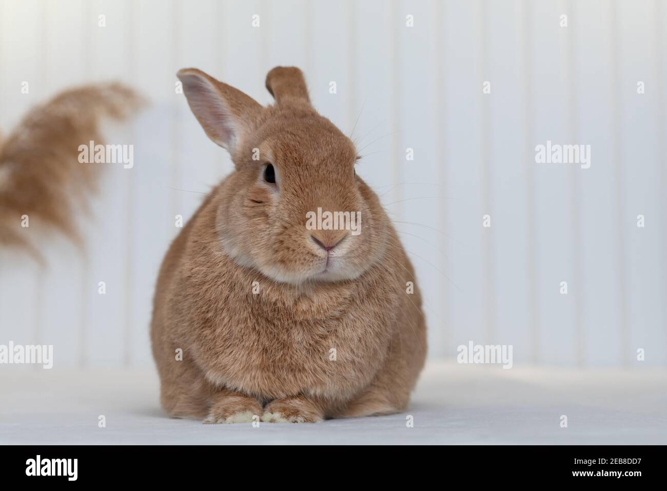 Rufus Rabbit poses on white plush blanket with white wainscot background. Natural neutral colors and texture copy space. Stock Photo