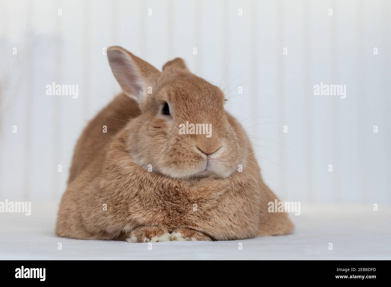 Rufus Rabbit poses on white plush blanket with white wainscot ...