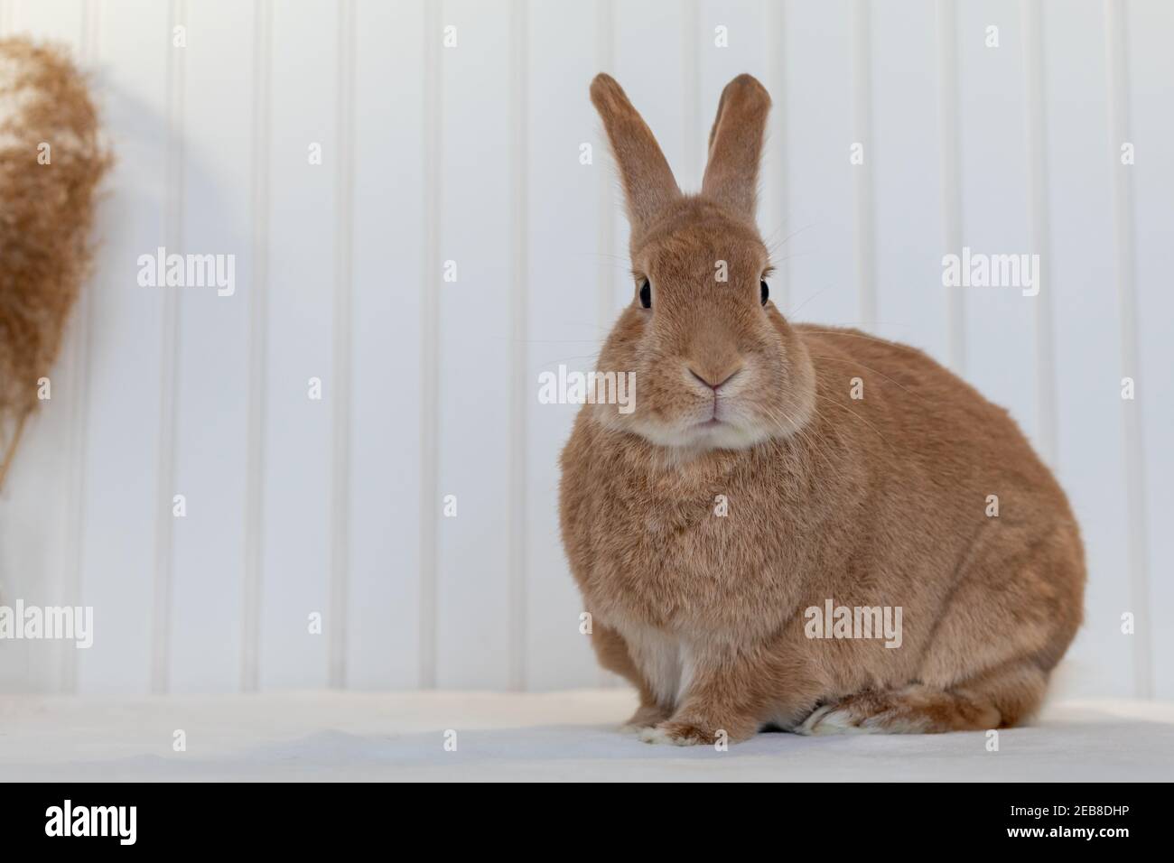 Rufus Rabbit poses on white plush blanket with white wainscot background. Natural neutral colors and texture copy space. Stock Photo