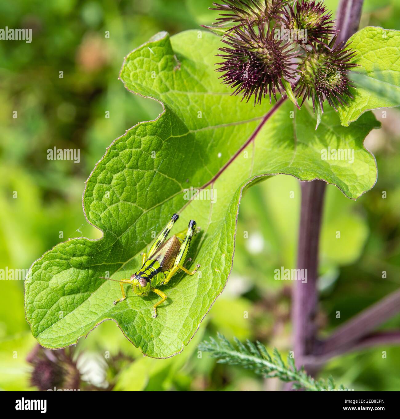 Alpine Miramella Grasshopper on the green leaf. Selective focus Stock Photo