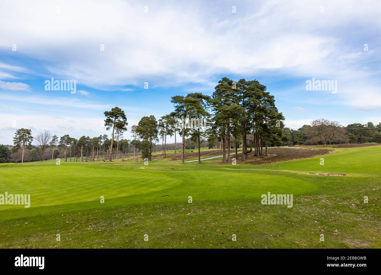 View of the golf course fairway and trees in Woking Golf Club, Hook Heath, Woking, Surrey, south-east England and pine trees on an overcast winter day Stock Photo