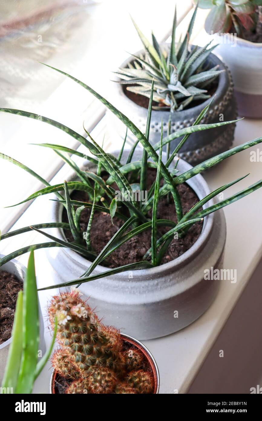 Indoor house plants, Sansevieria Cyclindrica, African Spear, Cylindrical Snake Plant Stock Photo
