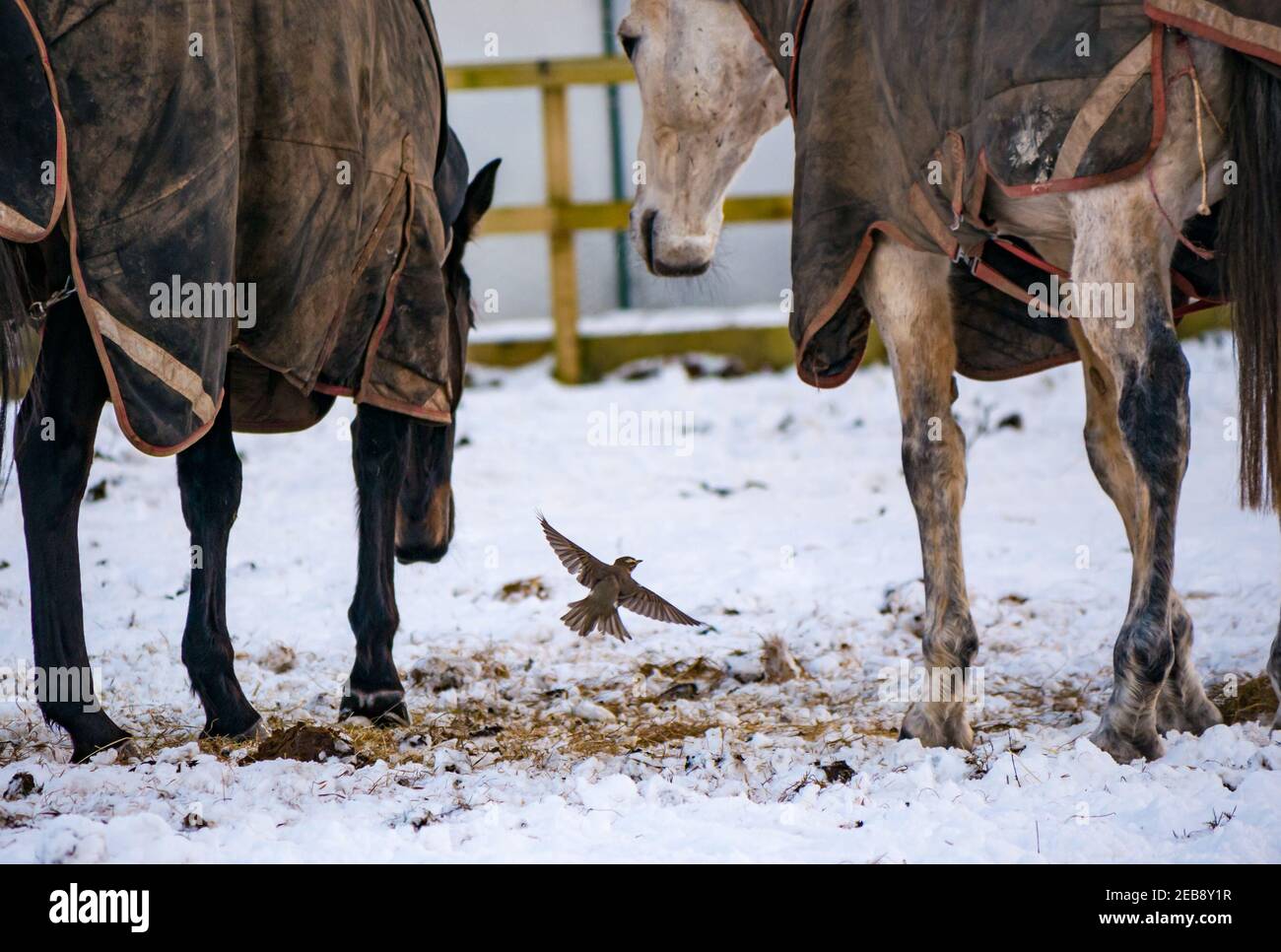 East Lothian, Scotland, United Kingdom, 12th February 2021. UK Weather: horses graze in Winter snow while a redwing bird (Turdus iliacus), a Winter visitor to this country, hops around in danger of being trodden by hooves hoping to find something to eat Stock Photo