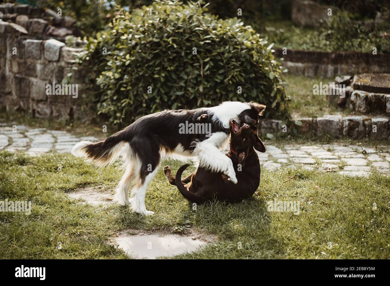 Two dogs in garden labrador hi-res stock photography and images - Alamy