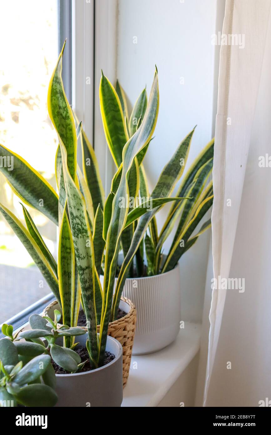 Indoor house plants on window sill, Jade & Snake plant Stock Photo - Alamy