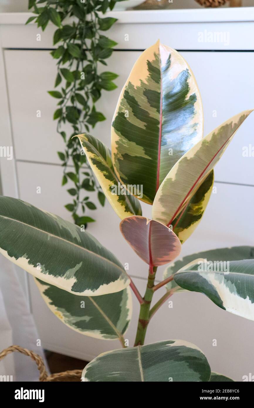 Indoor house plants, Ficus Robusta, Rubber plant Stock Photo Alamy