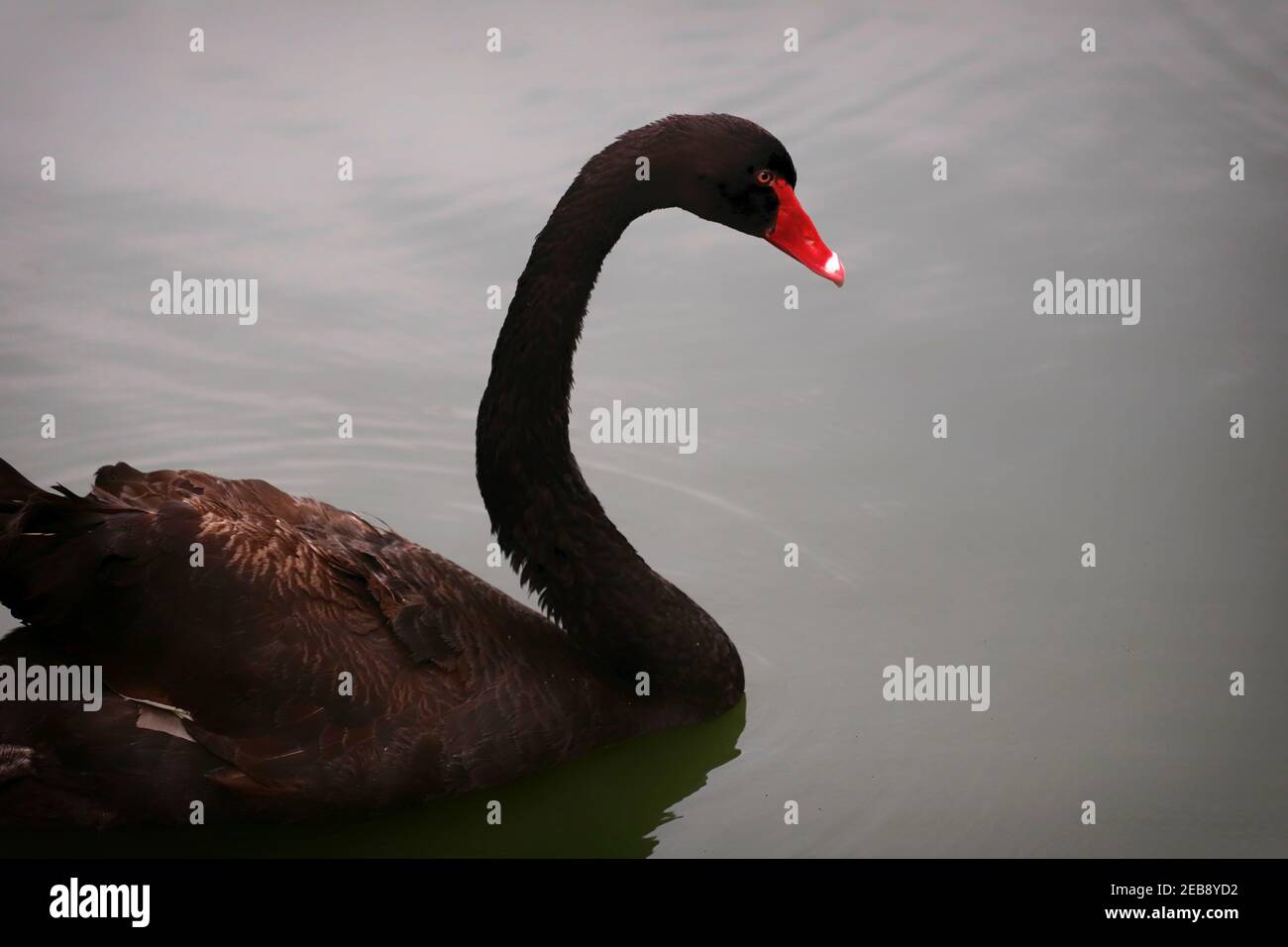 Black swan swimming in the water Stock Photo - Alamy