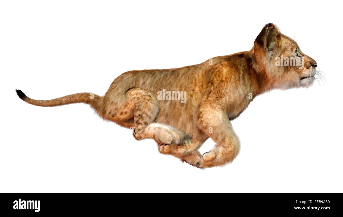 3D rendering of a cute lion cub isolated on white background Stock Photo