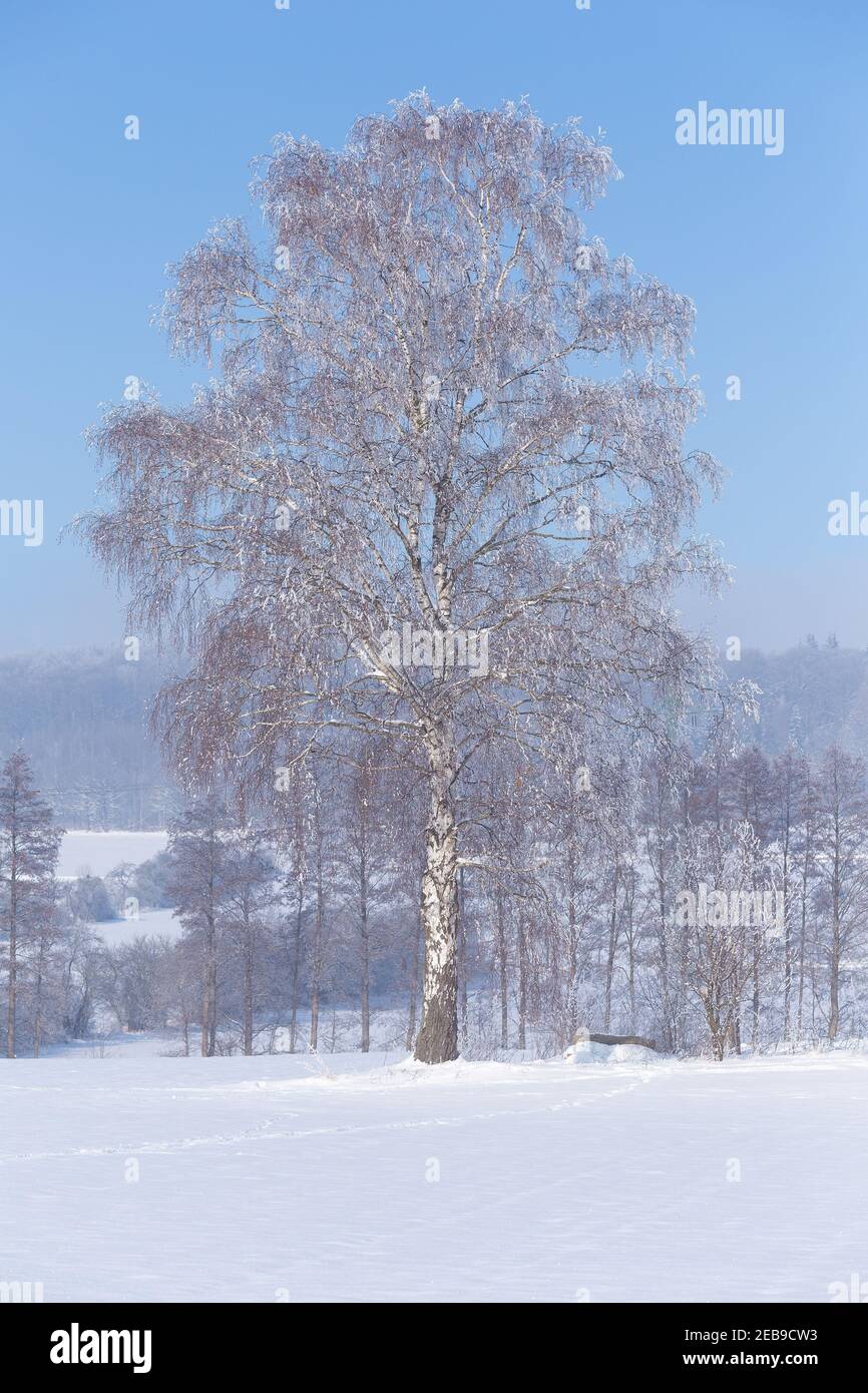 Snow covered birch tree in a winter landscape Stock Photo