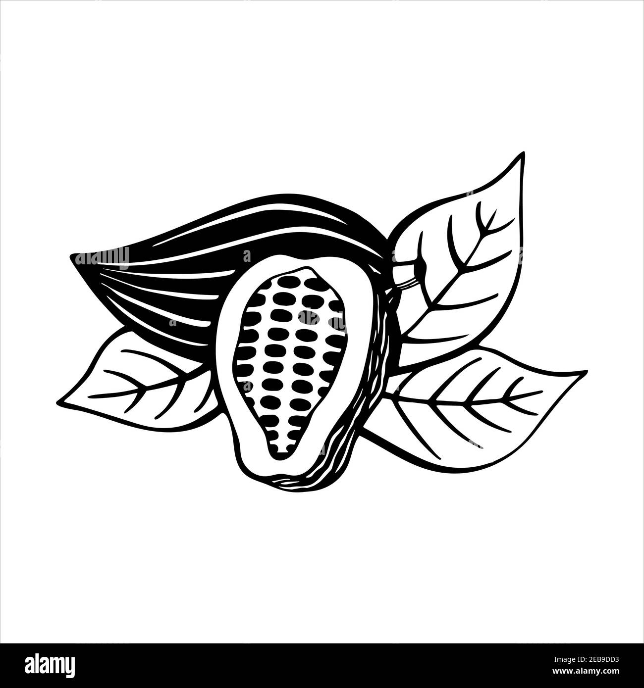 Cacao fruits with beans and leaves, hand drawn black and white