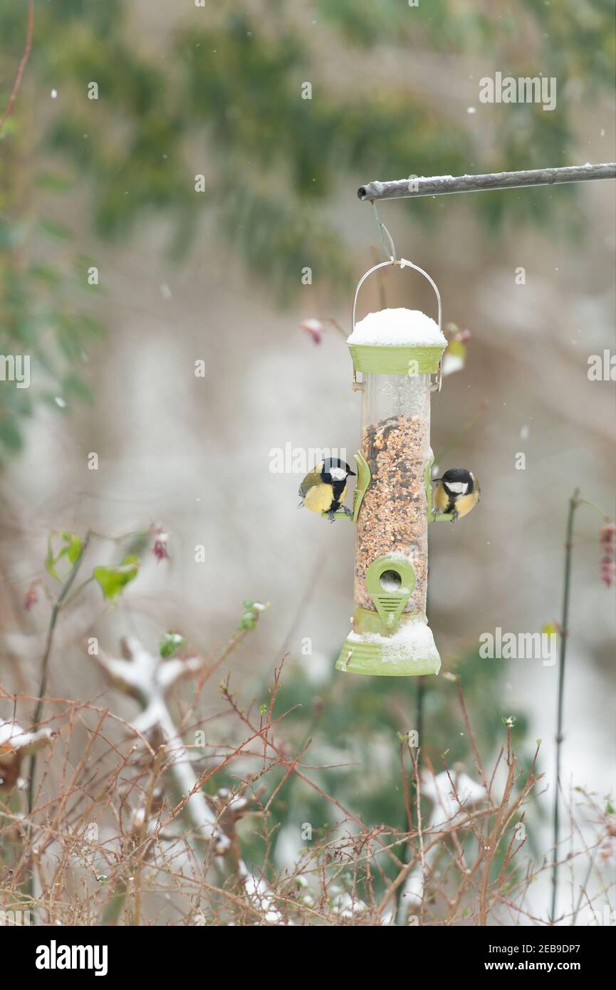 Small native wild bird feeder supplying birds source of food in sub