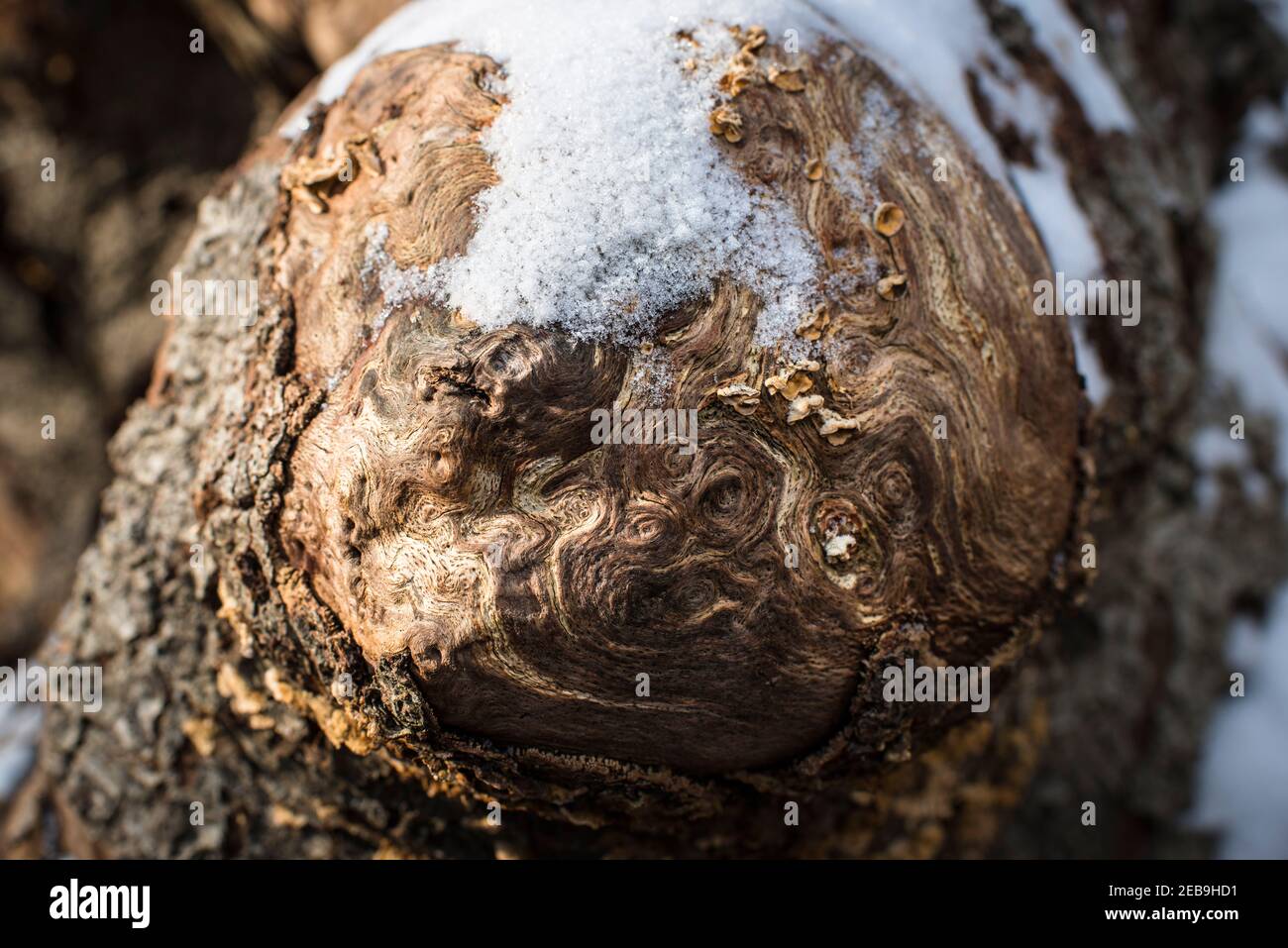 Spot the illusion of a face, face pareidolia. Close up patterns of an  exposed knot on a dead tree trunk, in winter snow,  Burnham Beeches, Burham, UK Stock Photo