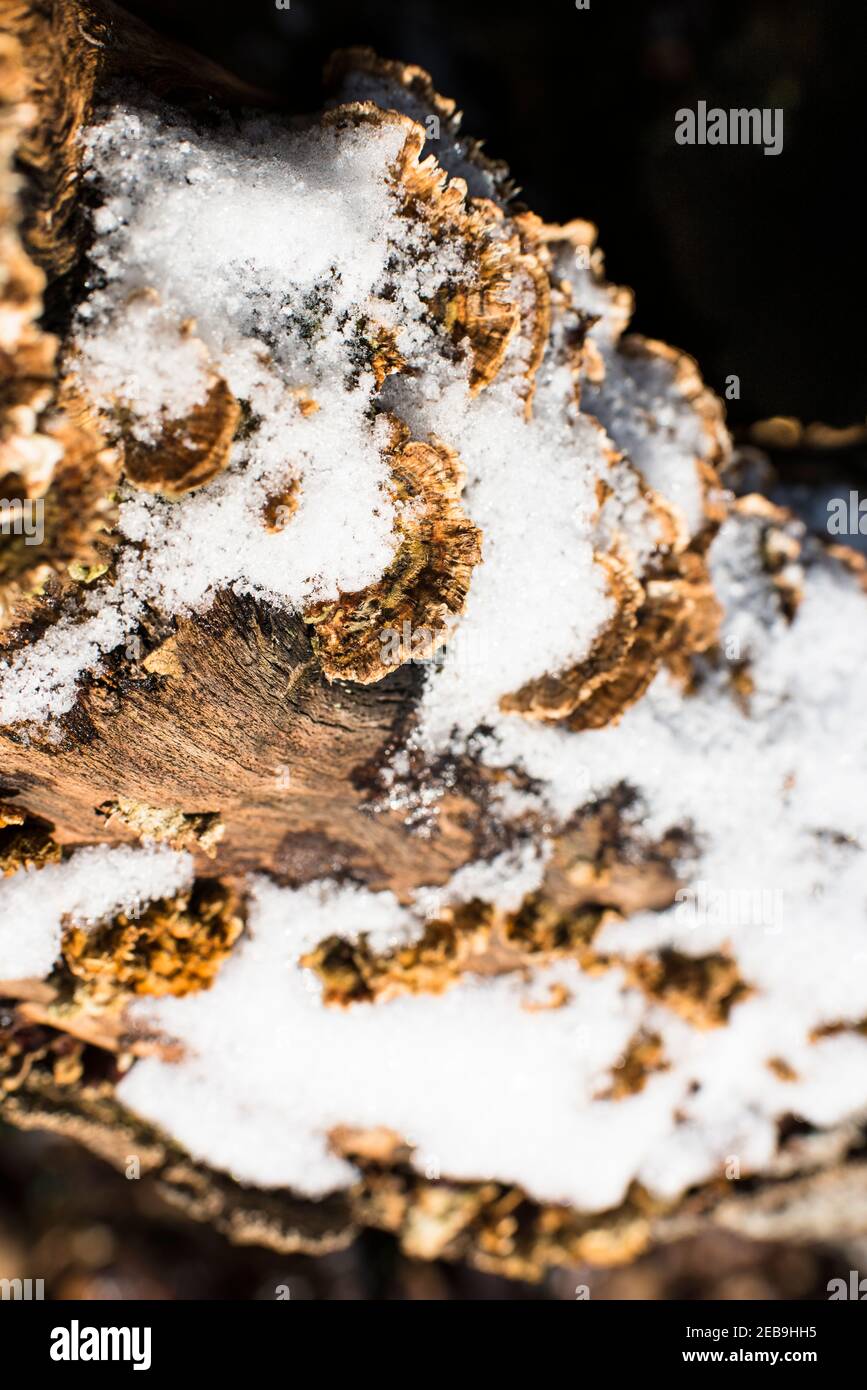 Snow covered fungi growing on a dead tree trunk,  Burnham Beeches, Burham, UK Stock Photo