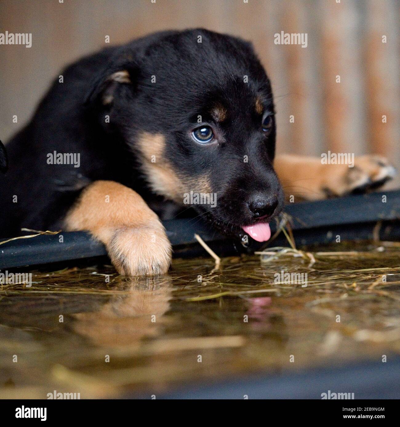 collie puppy drinking from a trough Stock Photo
