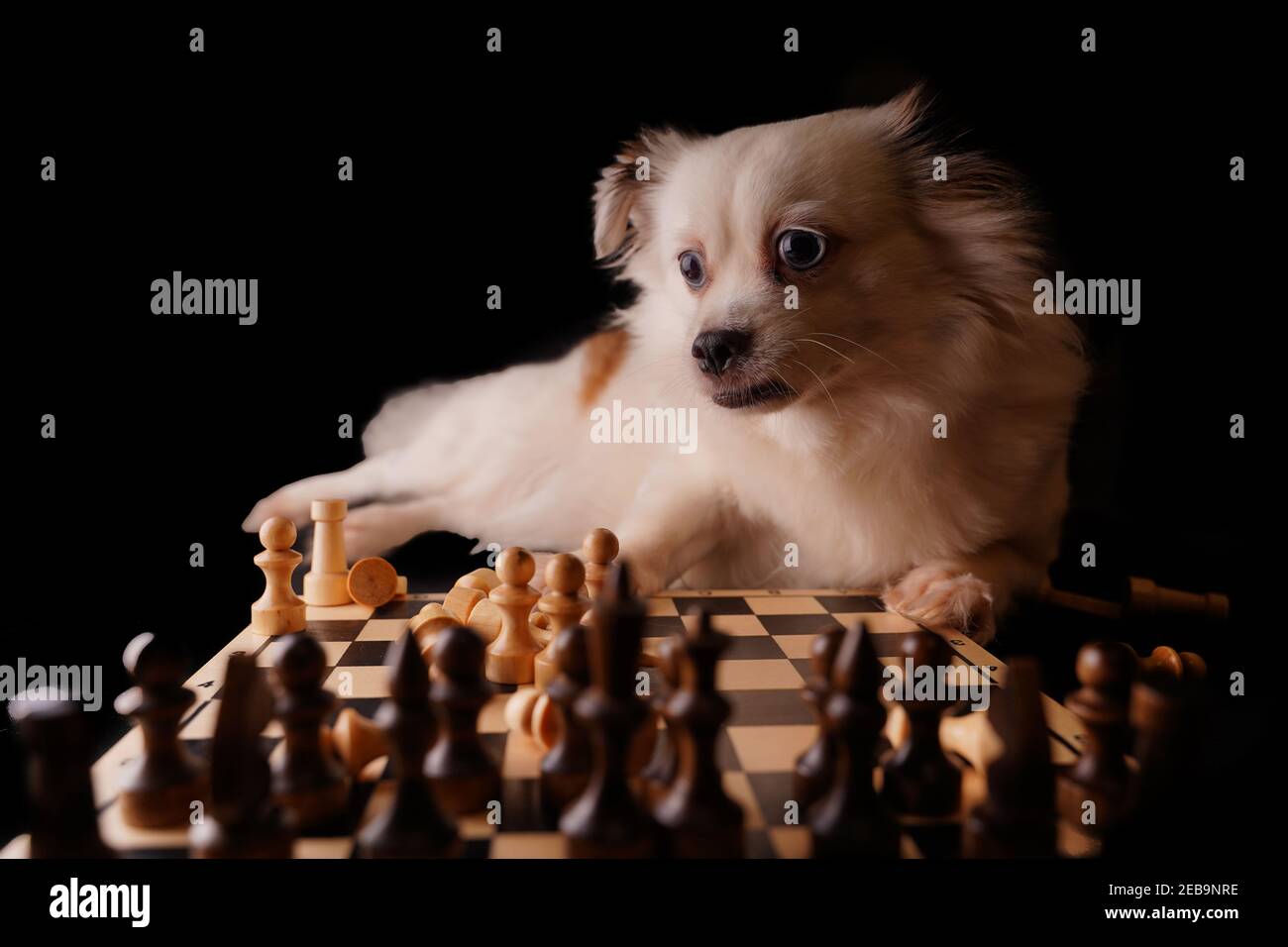 Close up of beautiful white spitz with chess pieces on chessboard ...