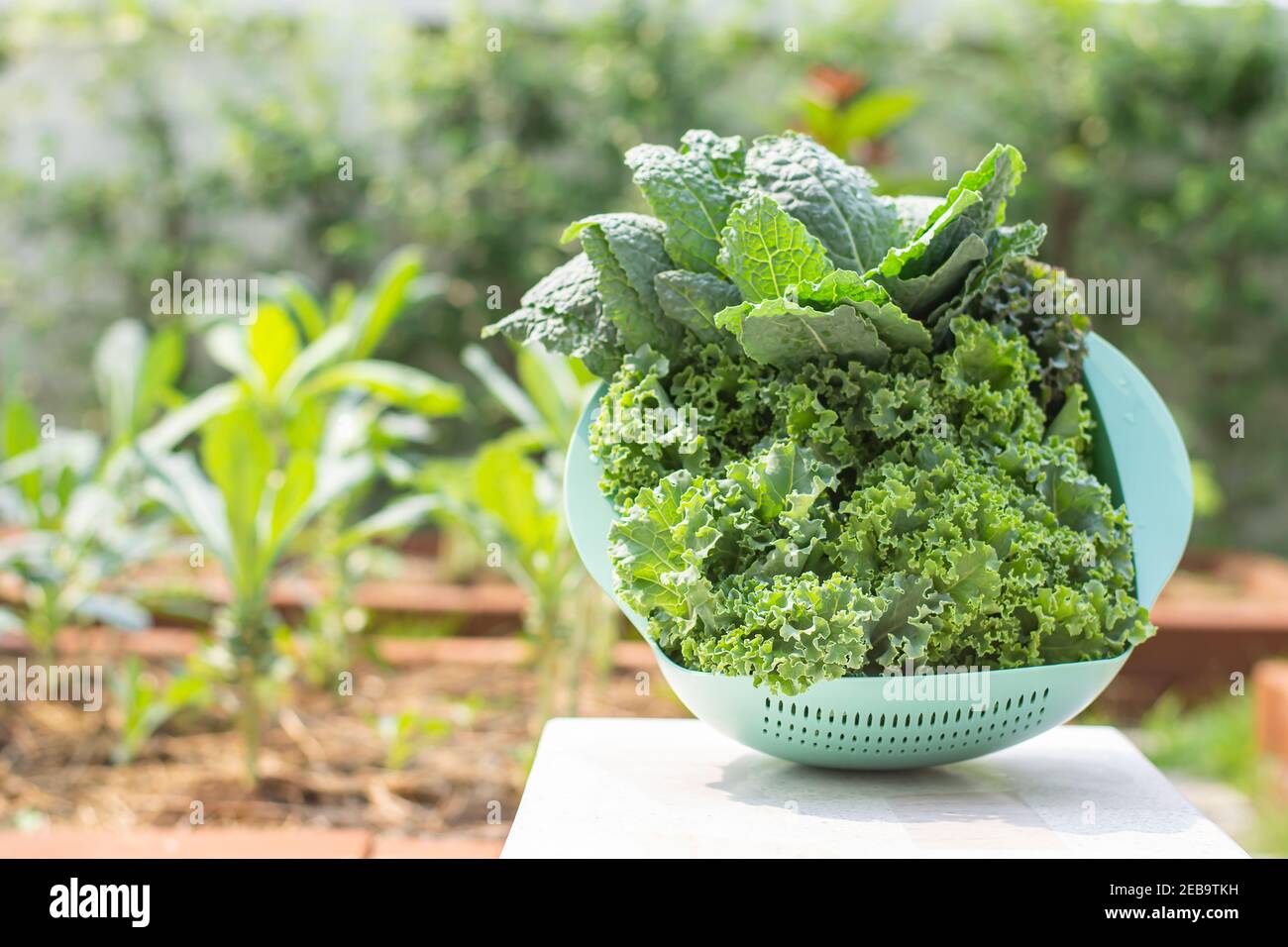 Curl leaf kale and Dinosaur kale or Brassica oleracea grown In the basket Background blurry tree in farm. Stock Photo