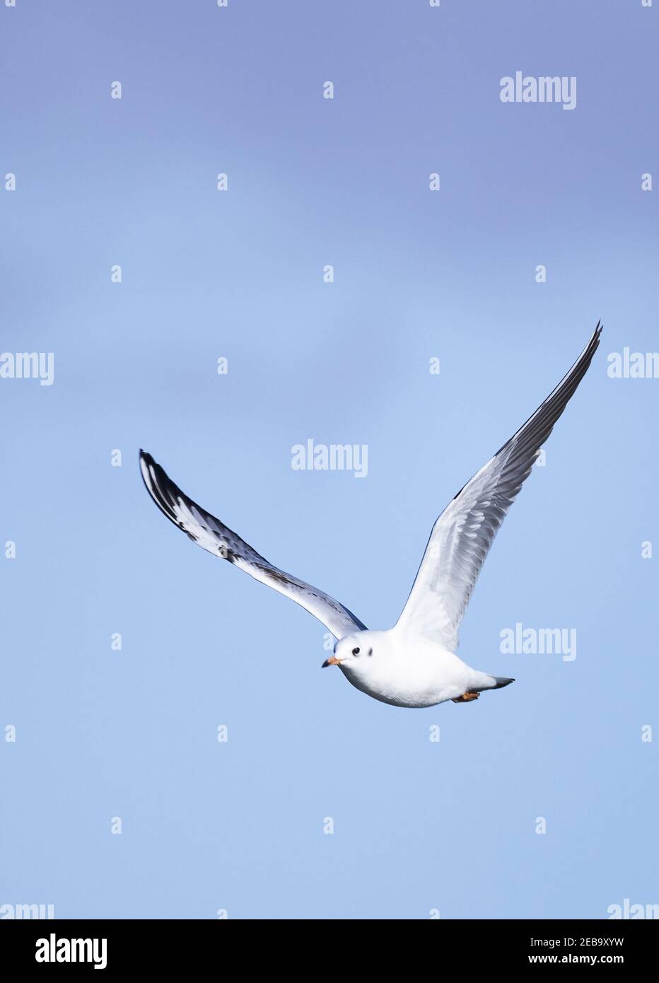 Bird flying;  A Common Gull flying, UK; aka Mew Gull or Sea Mew; Larus canus, against a blue sky, Suffolk UK Stock Photo