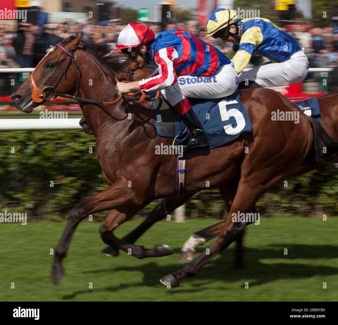 Win the st leger hires stock photography and images Alamy