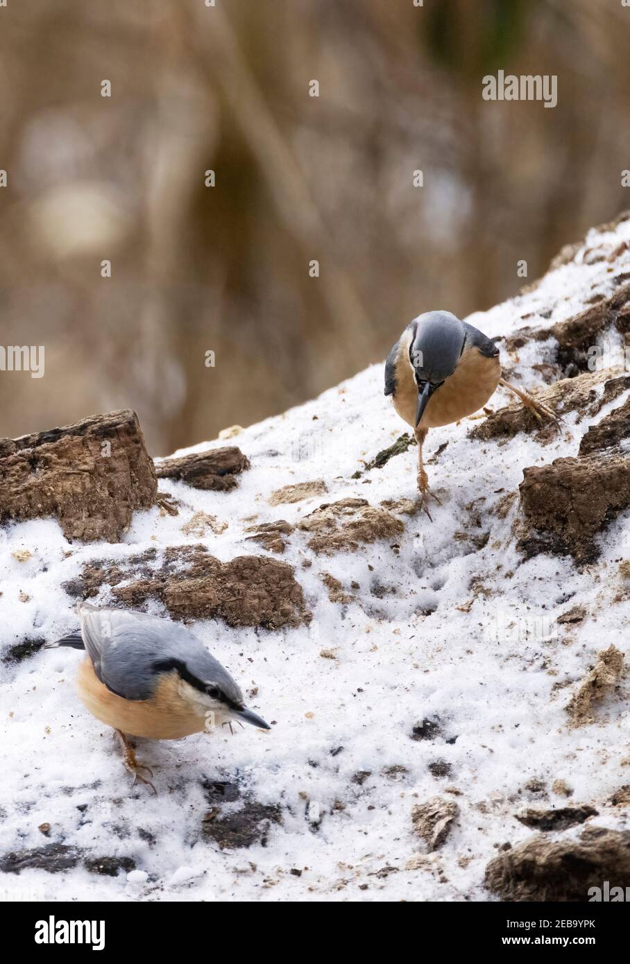 Nuthatch UK - two nuthatches, Sitta Europaea, feeding on the ground in winter, Suffolk UK; example of birds in winter UK Stock Photo