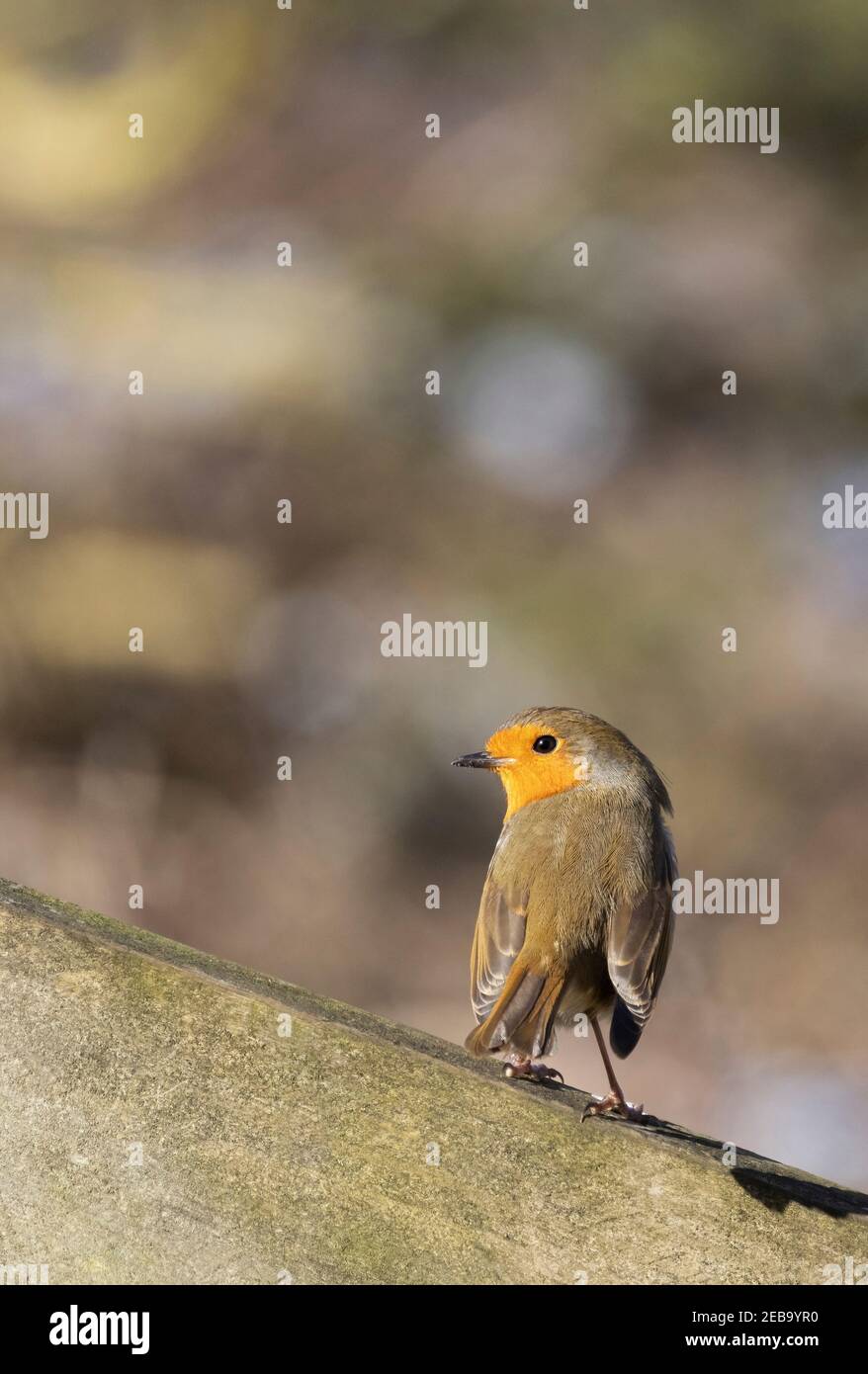 Robin UK; European Robin ( Erithacus Rubecula ) perching; example of small UK birds, Suffolk, UK, with copy space Stock Photo