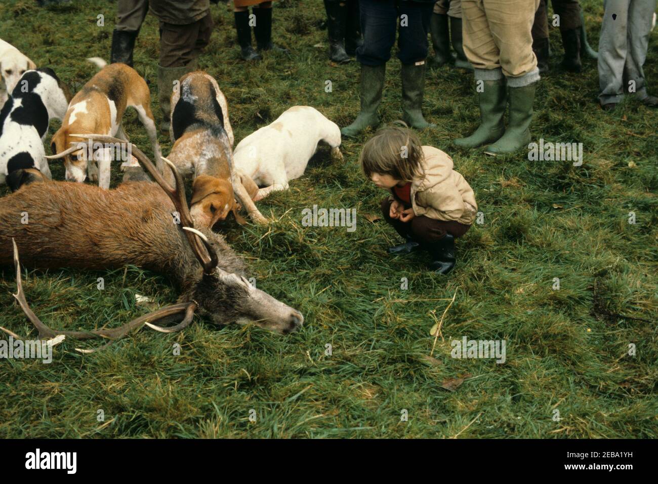 Devon and Somerset Staghounds October 8th 1981. After the kill a curious child supporter looks into the eye of the dead stag. Hounds lap the blood from the sliced open stomach of the deer. This was taken long before the Hunting Act 2004 that banned this pastime on grounds of cruelty. Stock Photo