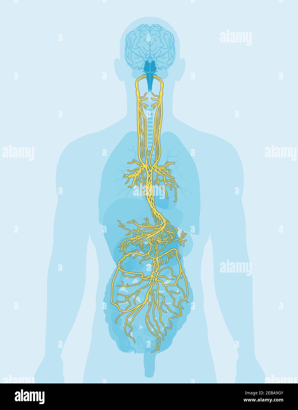 Illustration showing brain and vagus nerve (tenth cranial nerve or CN X) with human organs Stock Photo