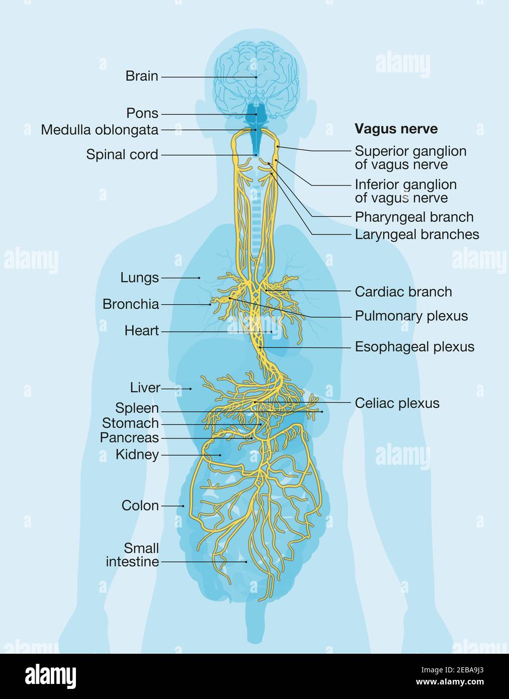 Illustration showing brain and vagus nerve (tenth cranial nerve or