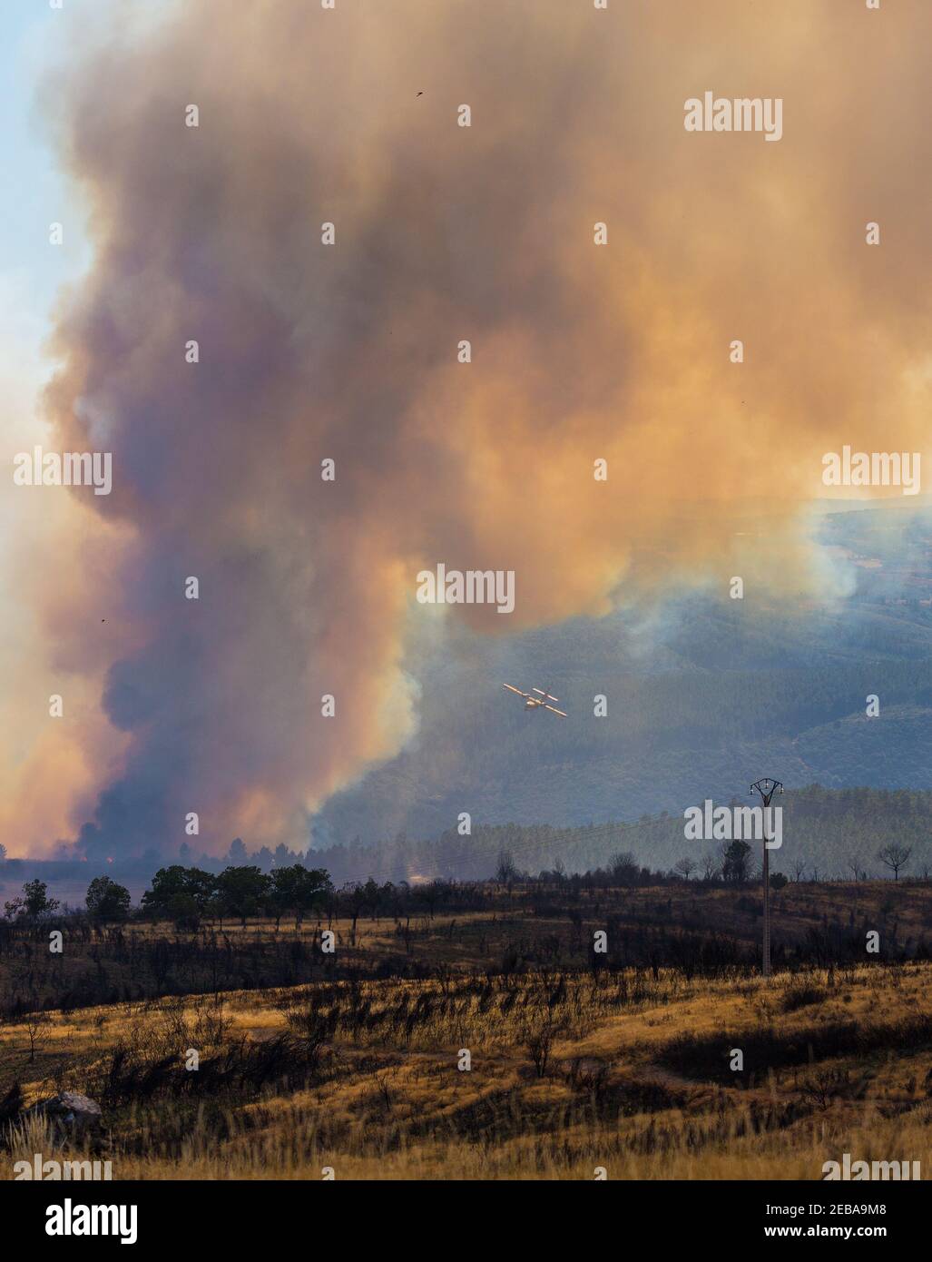 Fire in the forest Stock Photo - Alamy