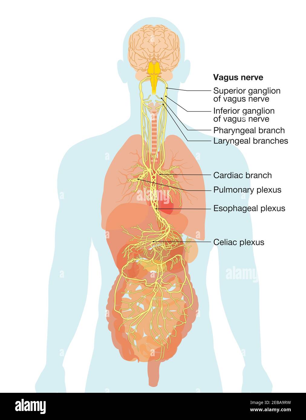 Illustration showing brain and vagus nerve (tenth cranial nerve or CN X) with human organs Stock Photo