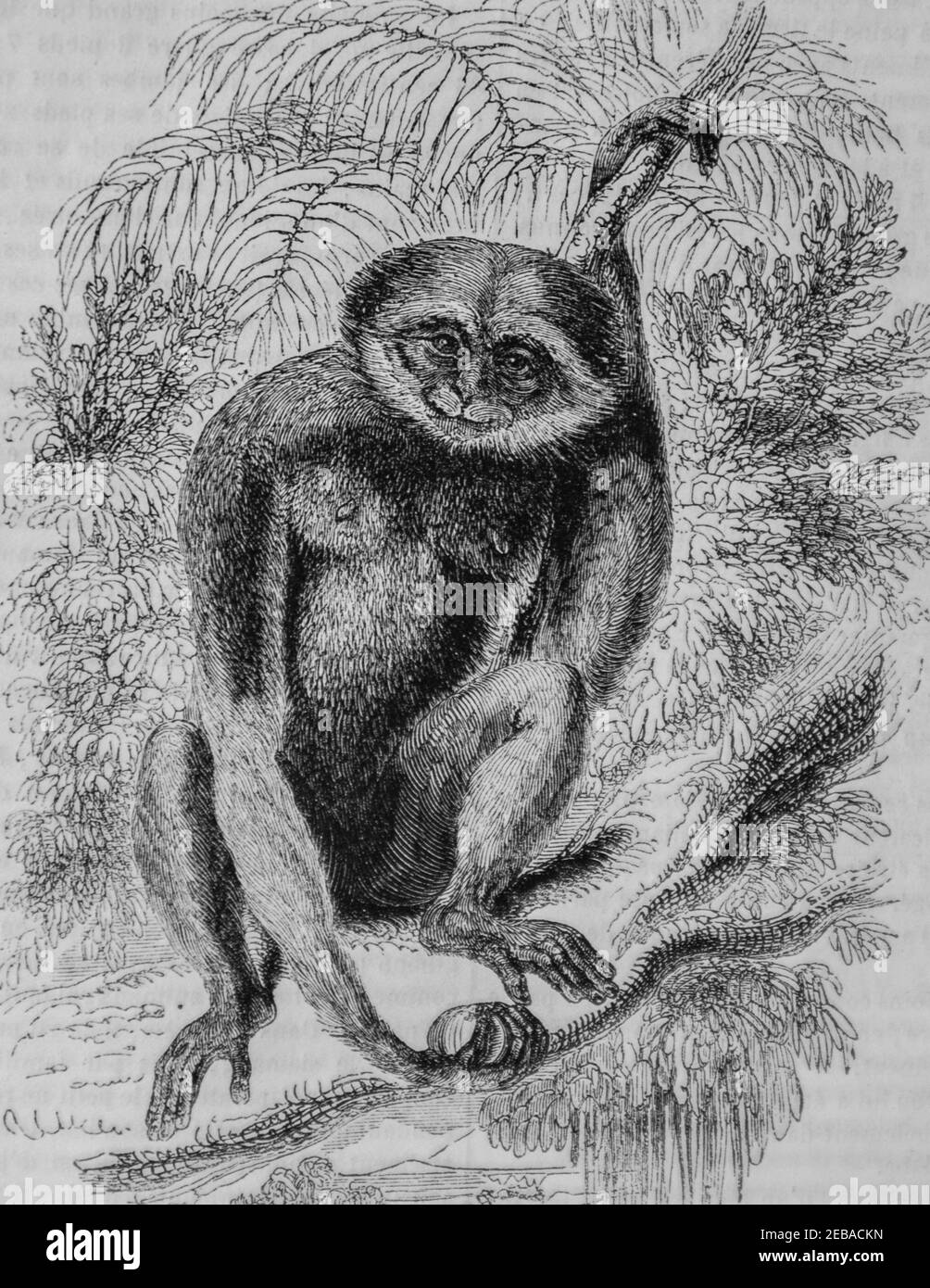 Faune gibbon hires stock photography and images Alamy