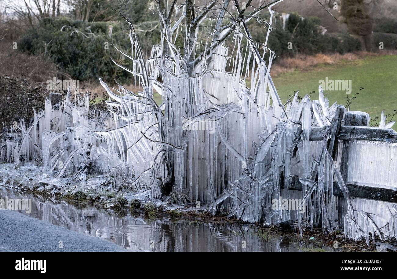 Extreme low temperature creates a spectacular Ice Show after vehicles drive through a big puddle and spray the hedgerow in water which then freezes. Stock Photo