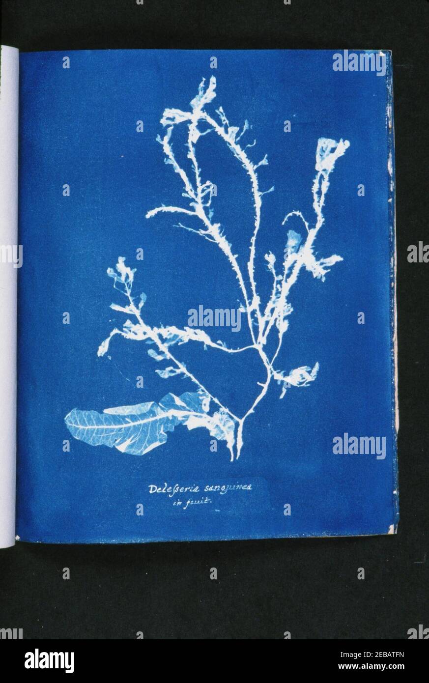 Delesseria sanguinea in fruit Stock Photo Alamy