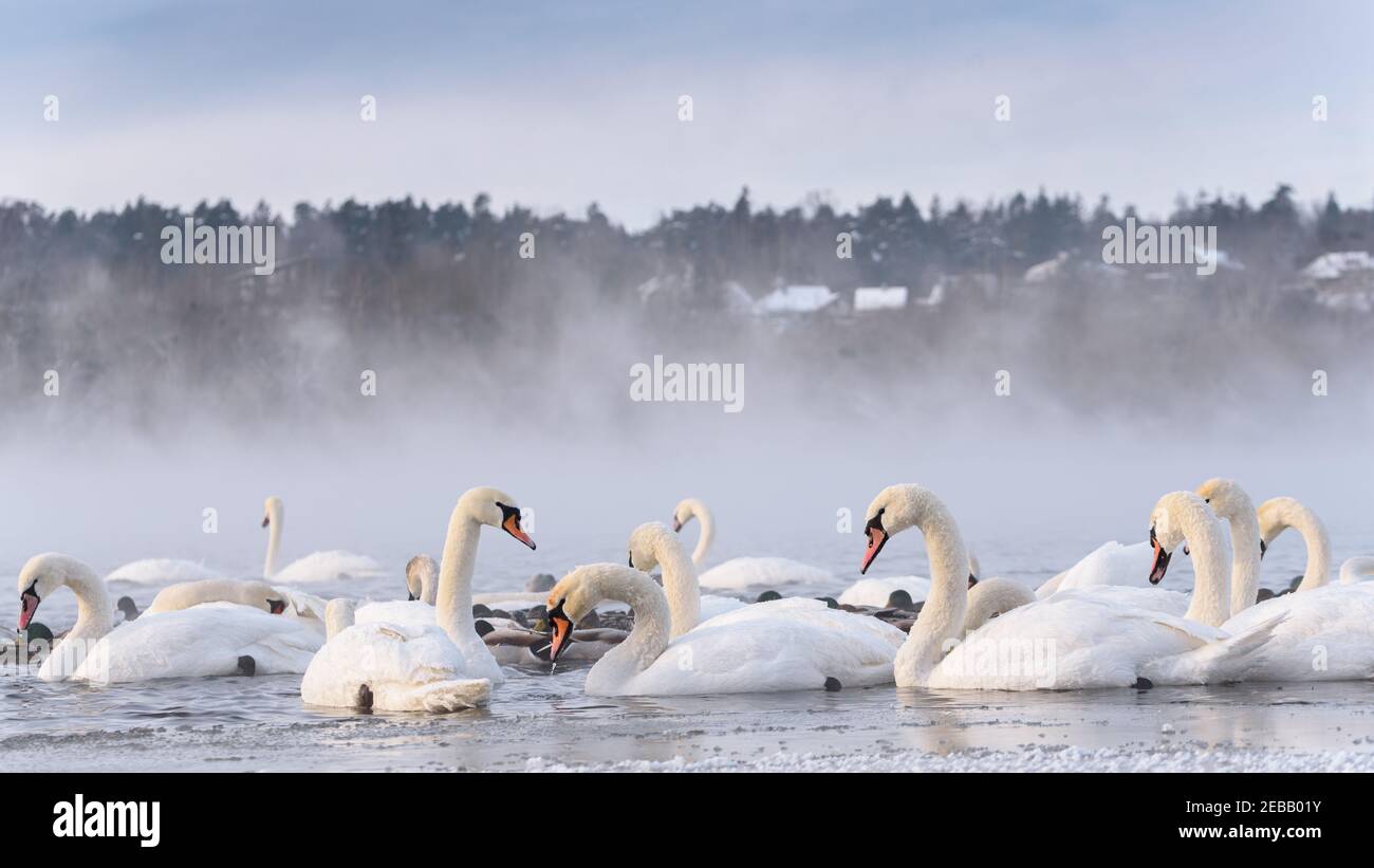 In the Nemunas River, Lithuania has the largest colony of wintering water birds, swans, ducks and other water birds. Stock Photo