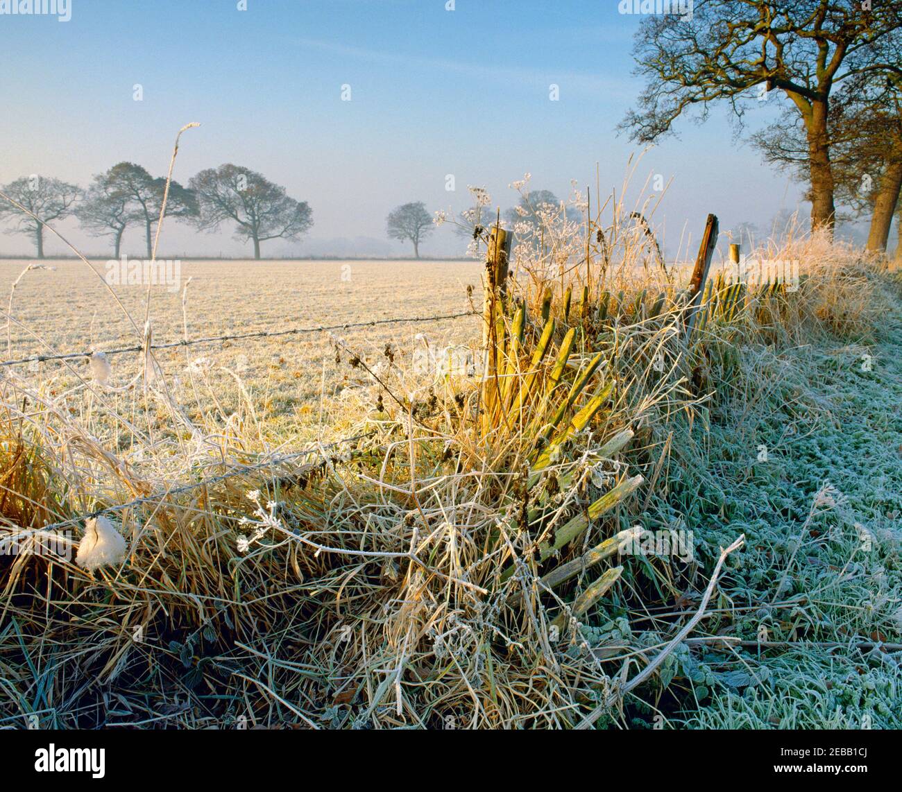 frosted landscape Stock Photo