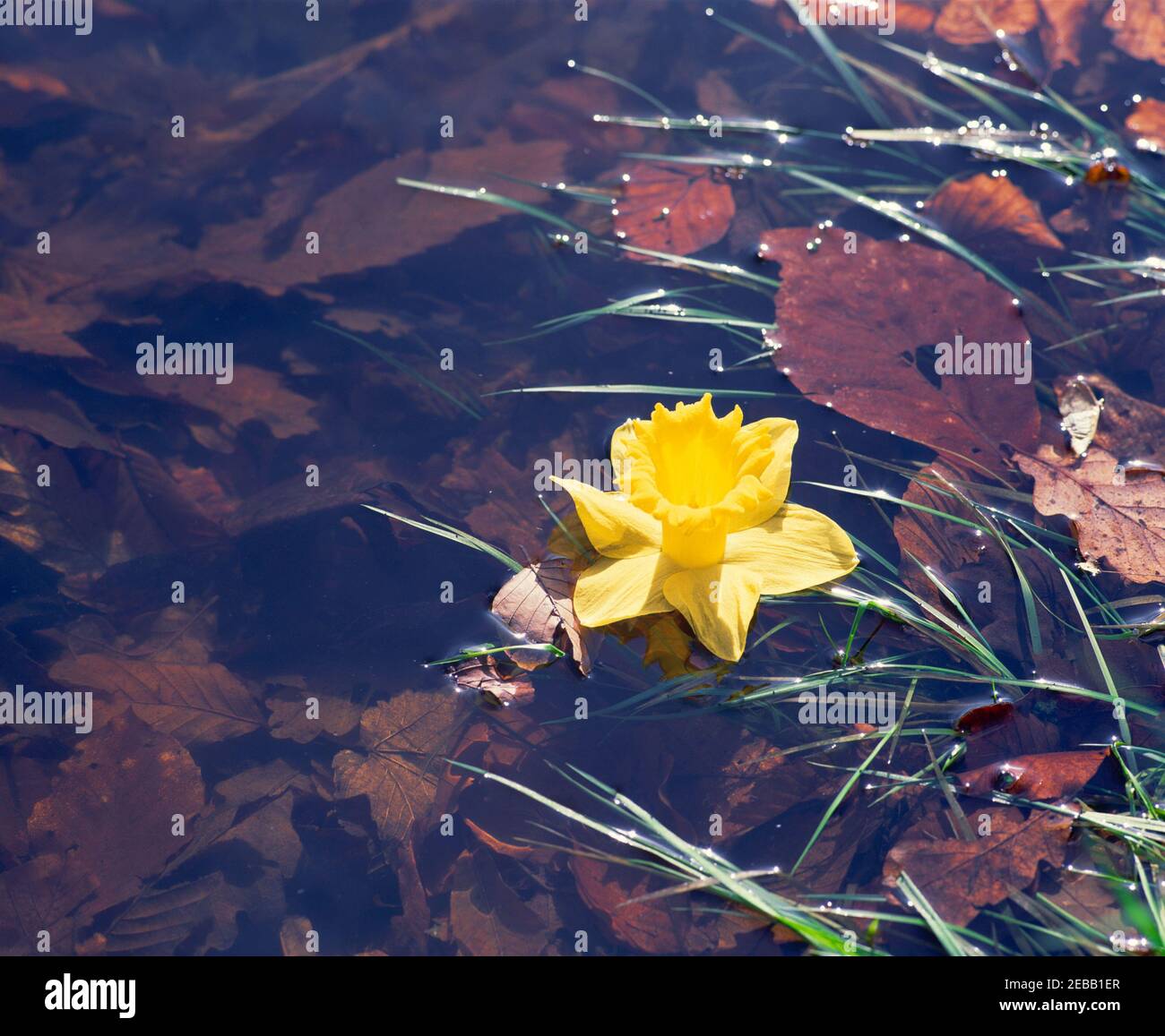 Daffodil, floating on pond, Stock Photo