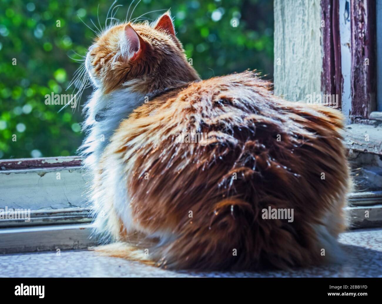 Pretty adult red cat in open morning window in sunny rays Stock Photo