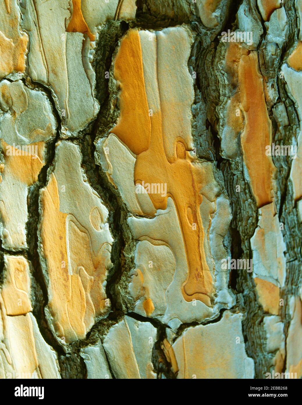 Tree bark texture hi-res stock photography and images - Alamy
