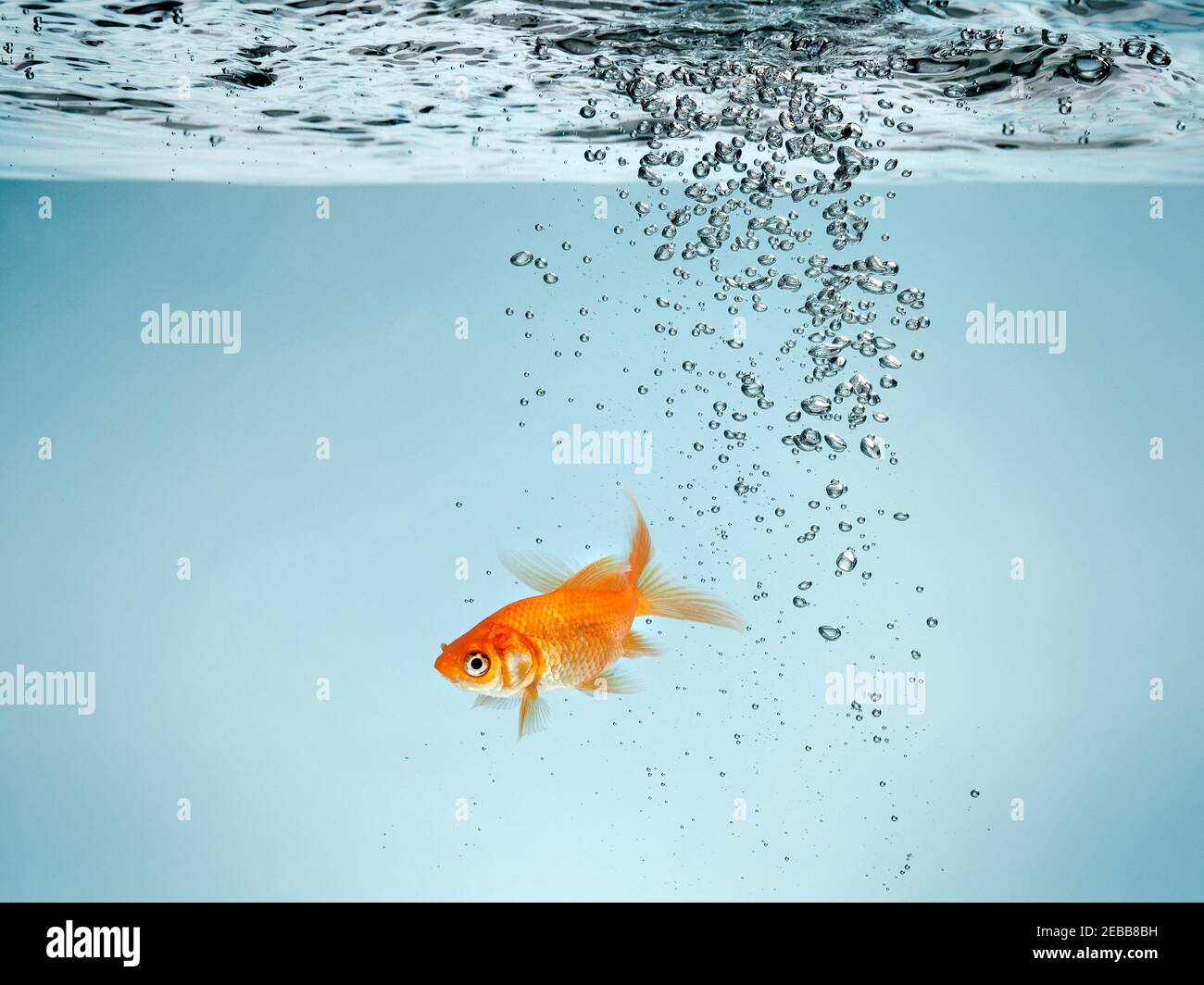 Goldfish water splash hires stock photography and images Alamy