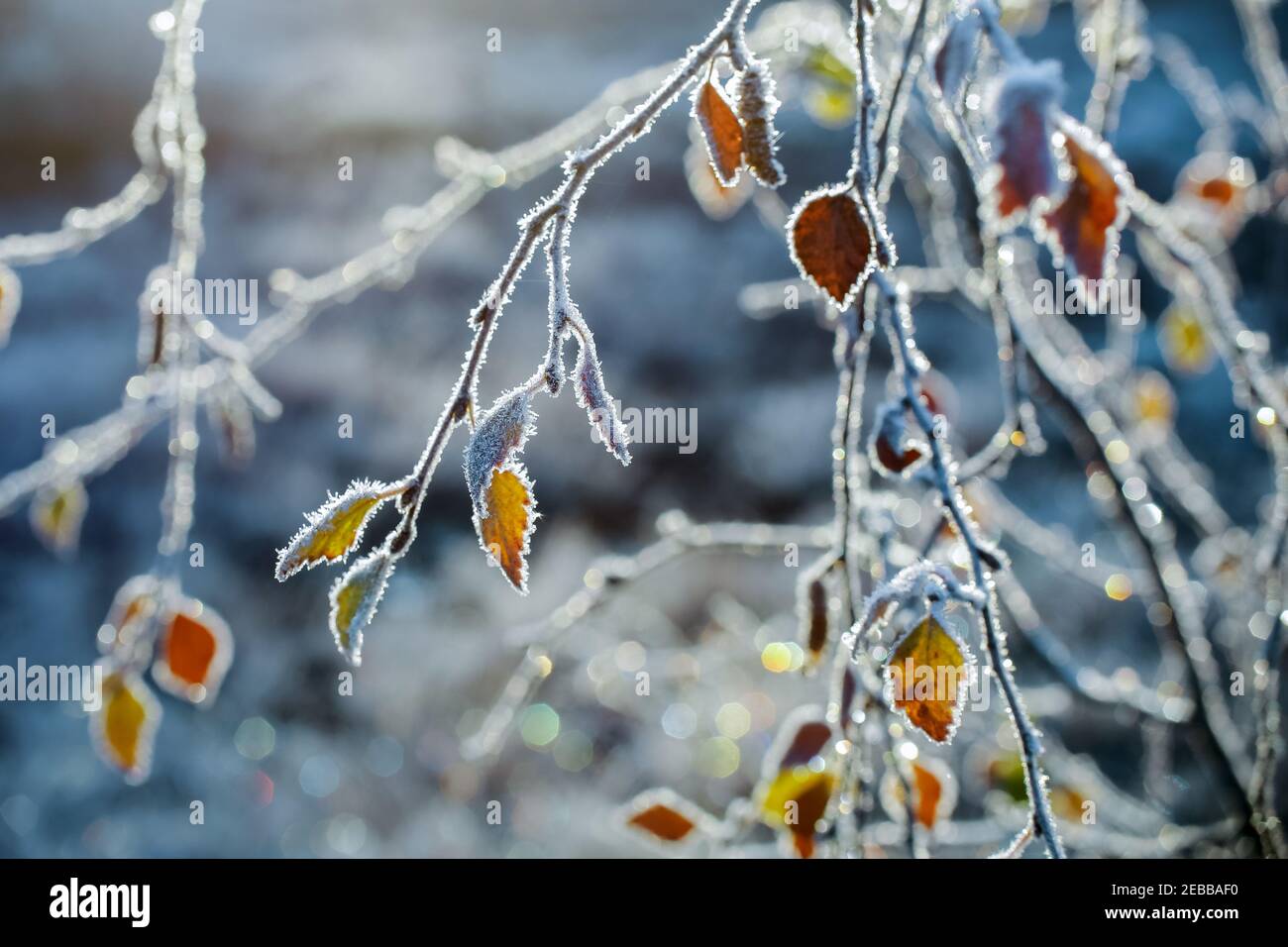 Birch branch with yellow leaves covered with frost in the autumn Stock ...