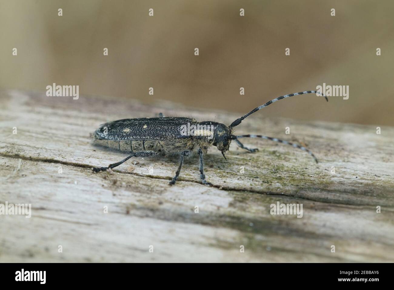 Selective focus closeup of a small poplar borer beetle on a tree stump Stock Photo