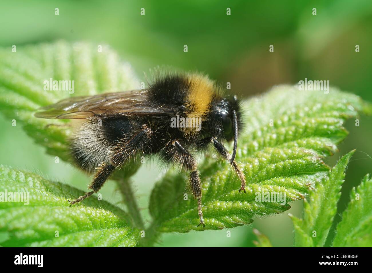 Selective focus closeup of  a male forest cuckoo bumblebee on the leaves Stock Photo