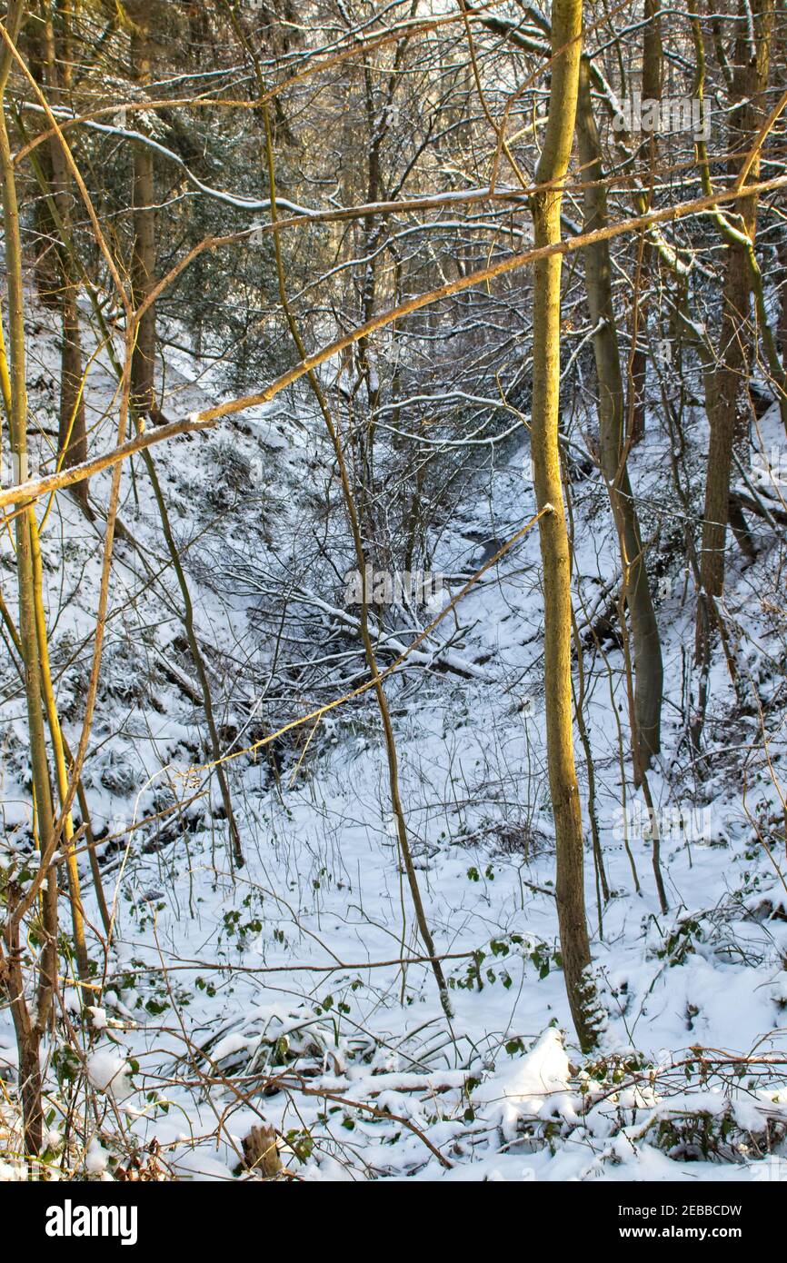 Snow lies on the ground in a winter woodland outdoor landscape scene