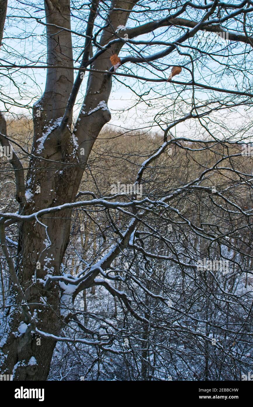 Snow lies on the ground in a winter woodland outdoor landscape scene