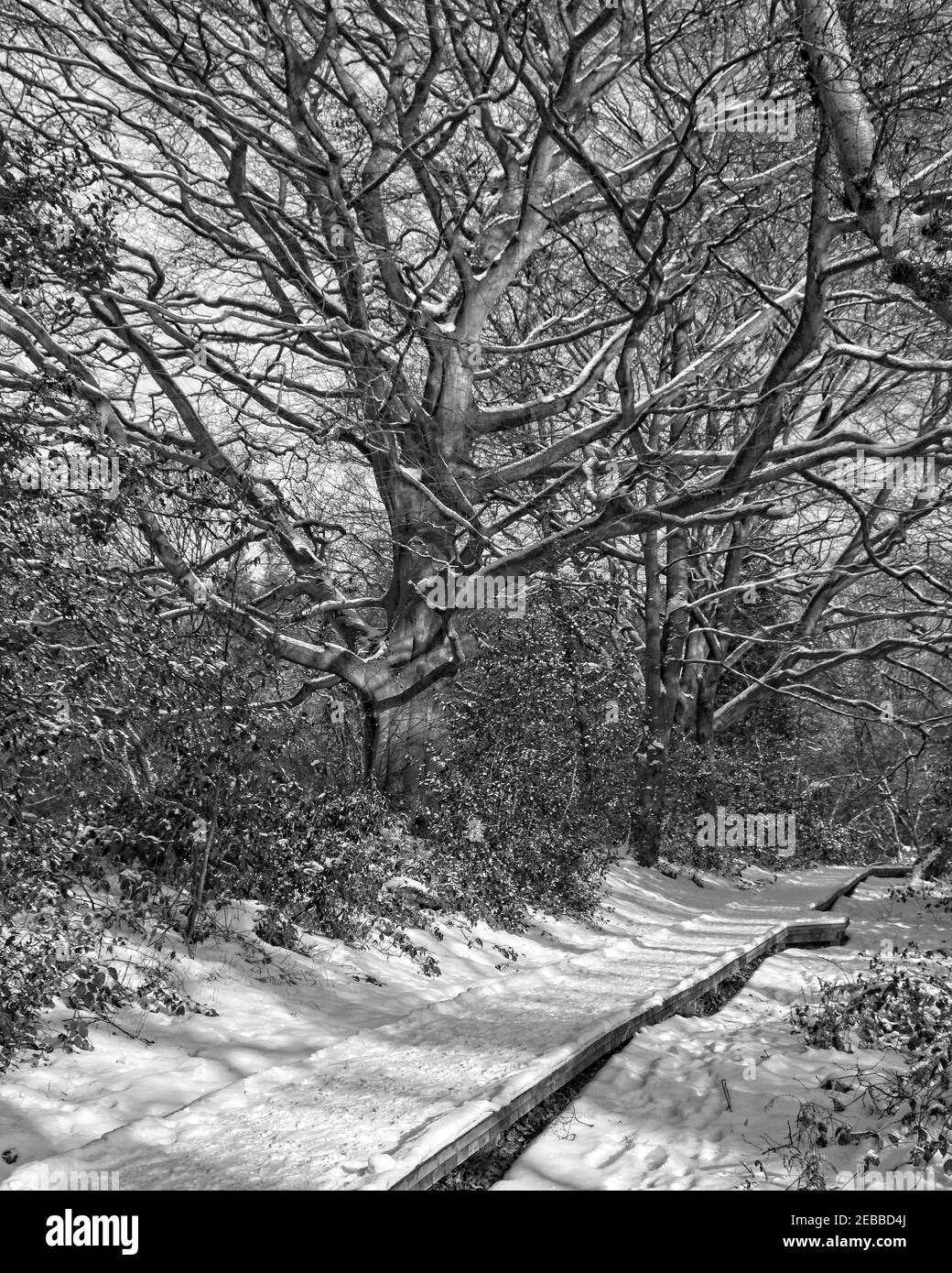 Snow lies on the ground in a winter woodland outdoor landscape scene