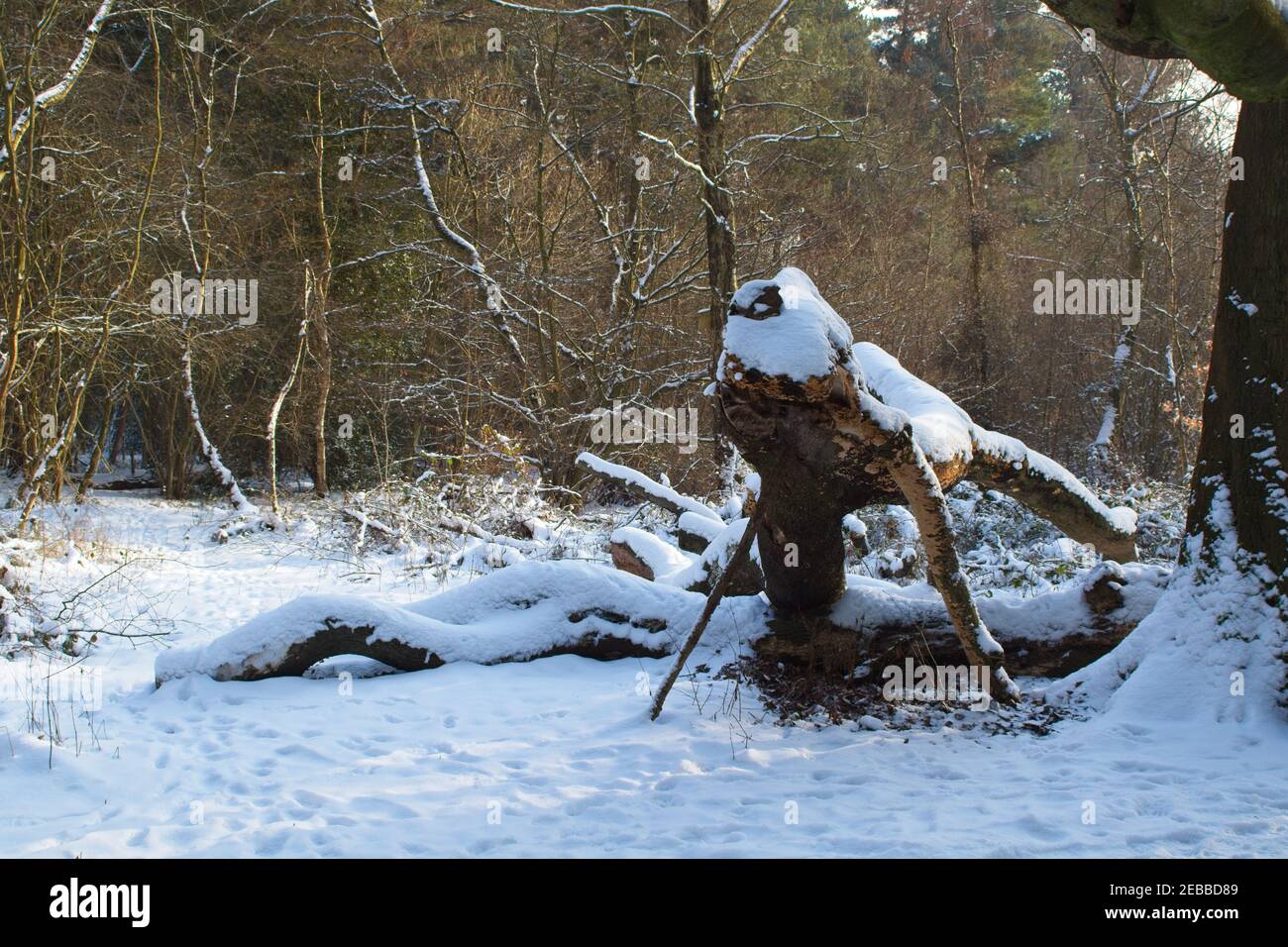 Snow lies on the ground in a winter woodland outdoor landscape scene
